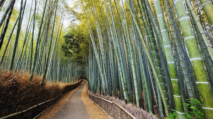 Papel pintado denso de bambú del bosque-Naturaleza Vistas:15259