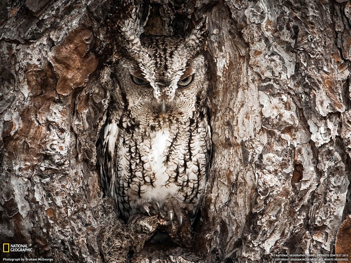 Petit-duc maculé Géorgie-National Geographic fond d'écran Vues:10825