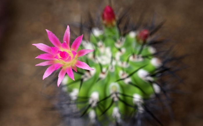 Macro pink flowers-Summer beautiful flowers wallpaper Views:8972 Date:2013/6/2 10:28:12