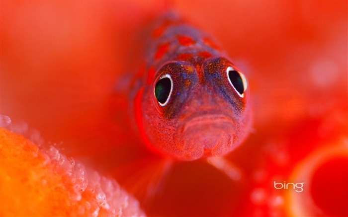 Macro red goldfish-June 2013 Bing wallpaper Views:8759 Date:2013/6/3 22:44:02