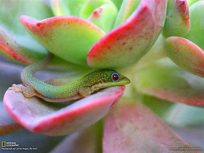 Madagascar Day Gecko Maui-National Geographic fond d'écran Vues:10995