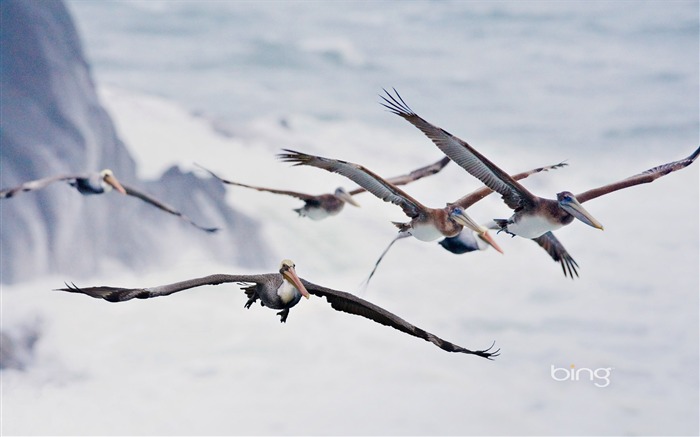 Migratory birds-June 2013 Bing wallpaper Views:13069 Date:2013/6/3 22:28:27