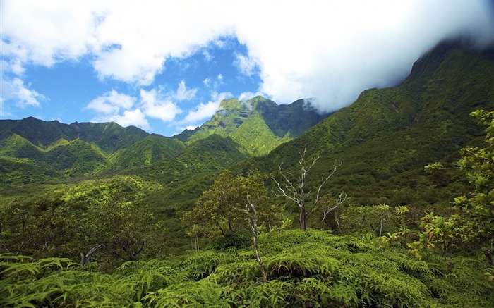 Monts Brumeux-Hawaiian Islands paysage Fond d'écran Vues:9855