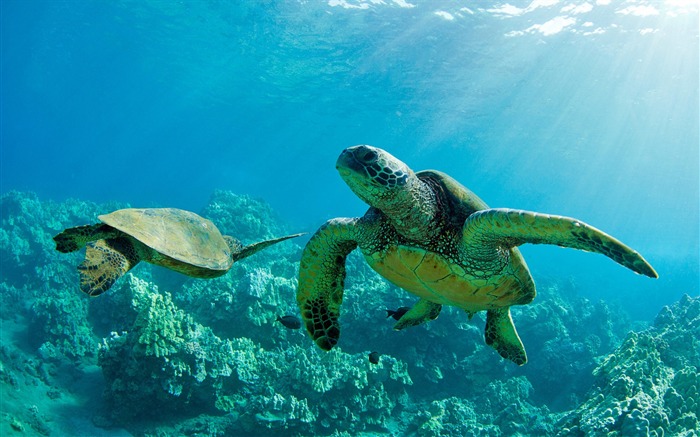 Une paire de tortues de mer-Hawaiian Islands paysage Fond d'écran Vues:14552