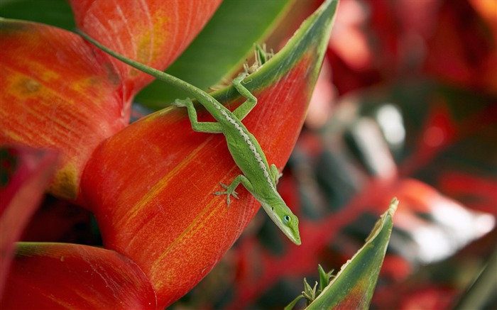 pétales caméléon-Hawaiian Islands paysage Fond d'écran Vues:9139