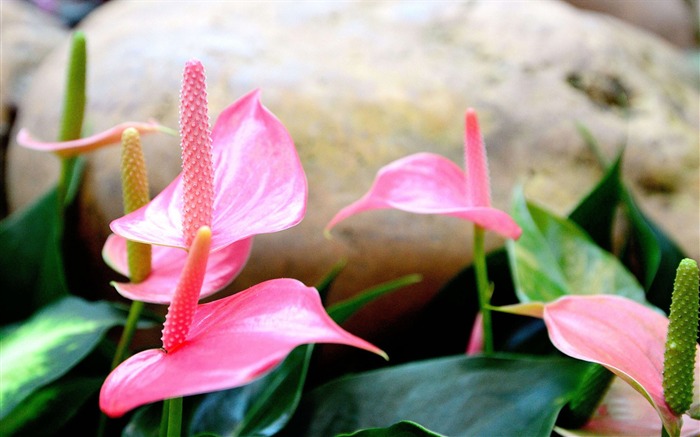 rose Anthurium-Été beau de fleurs fond d'écran Vues:13708