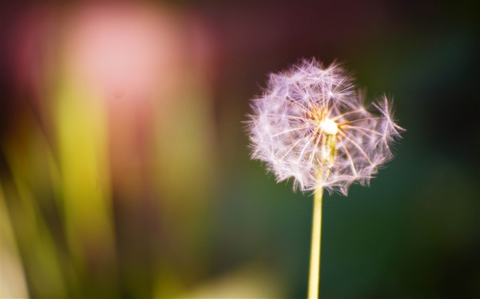 Pink Dandelion-Macro photography wallpaper Views:10168 Date:2013/6/24 21:41:58