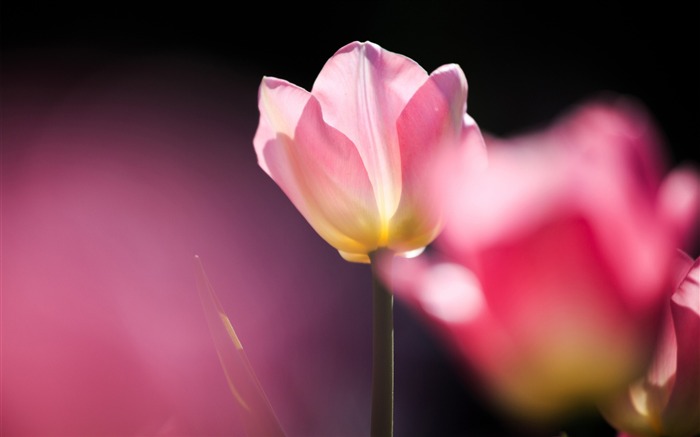 Tulipe rose Macro-Été beau de fleurs fond d'écran Vues:9087