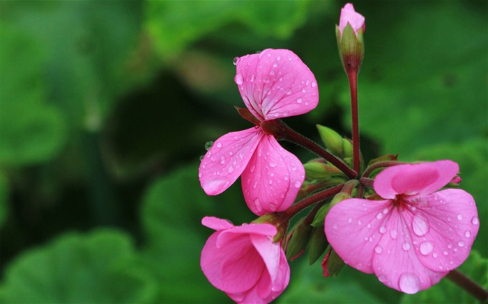 géranium rose-Été beau de fleurs fond d'écran Vues:10705