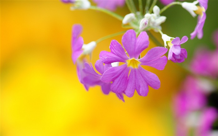 Purple primrose-Summer beautiful flowers wallpaper Views:12220 Date:2013/6/2 11:14:50