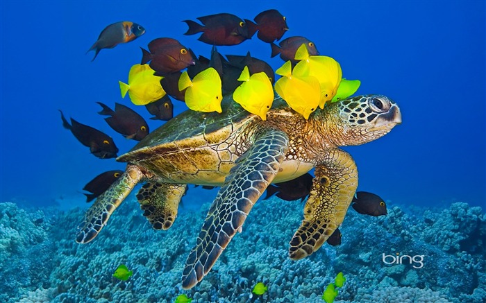 Sea turtle-June 2013 Bing wallpaper Views:13942 Date:2013/6/3 22:38:47