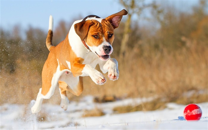 Snow puppy running jump-Animal photo desktop wallpaper Views:11679 Date:2013/6/5 21:30:27