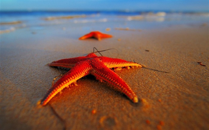 Estrella de mar en la playa-Paisaje de verano fondo de pantalla Vistas:9602