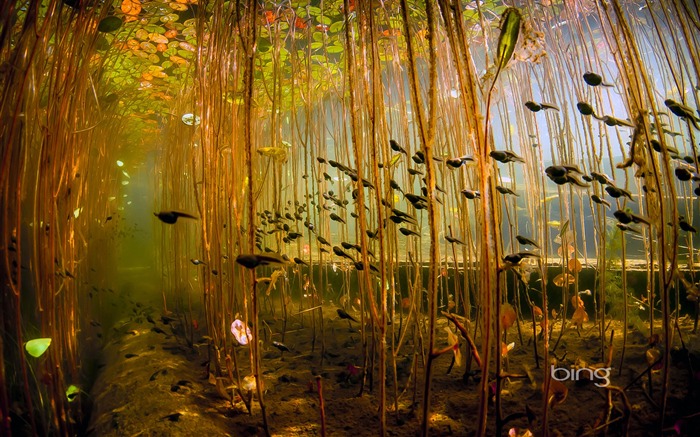 Underwater tadpoles-June 2013 Bing wallpaper Views:10732 Date:2013/6/3 22:27:33