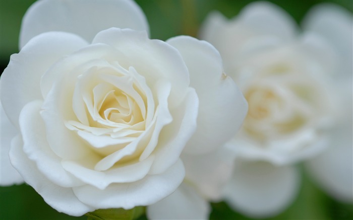 White Rose Macro-Summer beautiful flowers wallpaper Views:13928 Date:2013/6/2 10:45:27