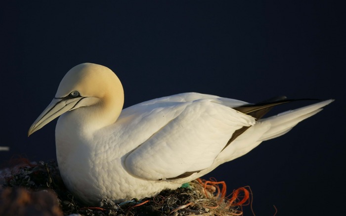 White bird nest seagull-Animal photo desktop wallpaper Views:8961 Date:2013/6/5 21:27:40