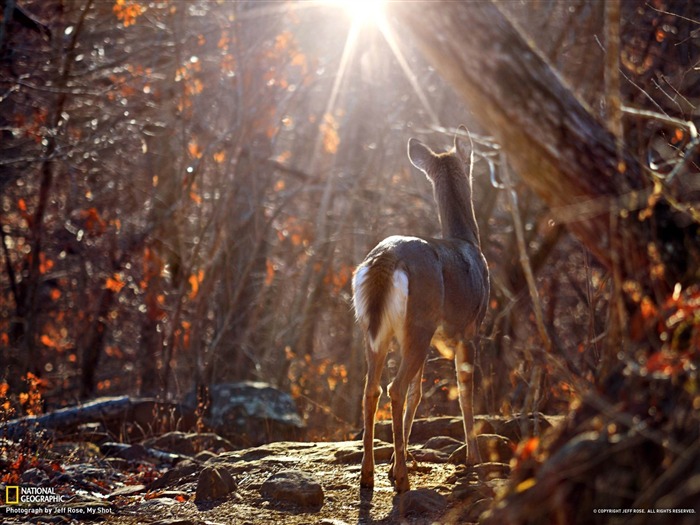 Cerf de Virginie Arkansas-National Geographic fond d'écran Vues:8474