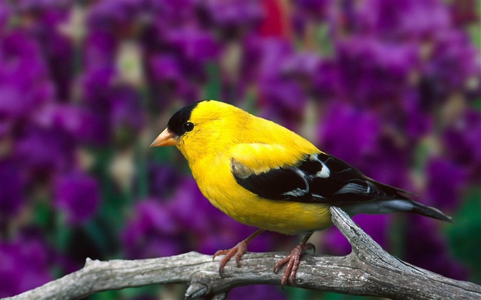 Yellow bird branch blurring-Animal photo desktop wallpaper Views:9672 Date:2013/6/5 21:26:42