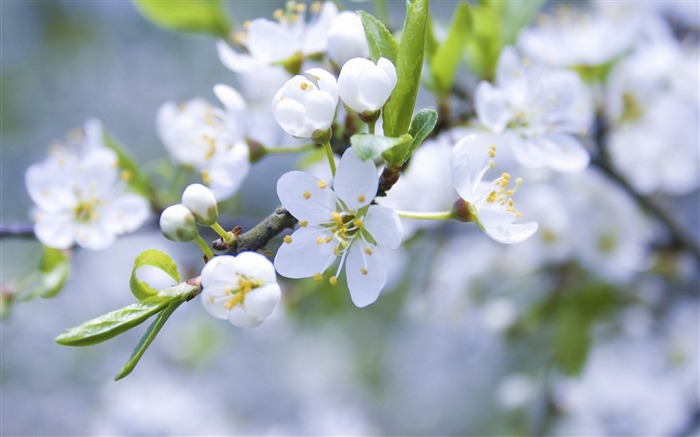 りんごの開花-植物マクロのHDの壁紙 ブラウズ:8269