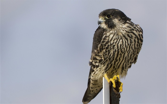 oiseau faucon pèlerin-Oiseau Photographie Fond d'écran Vues:13007