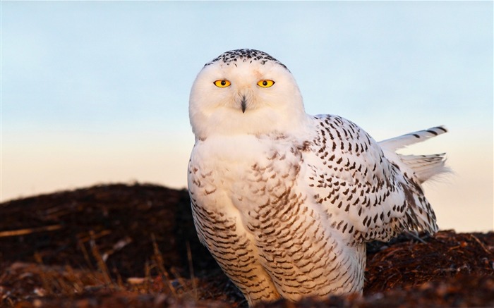 oiseau harfang des neiges yeux clairs-Oiseau Photographie Fond d'écran Vues:10203