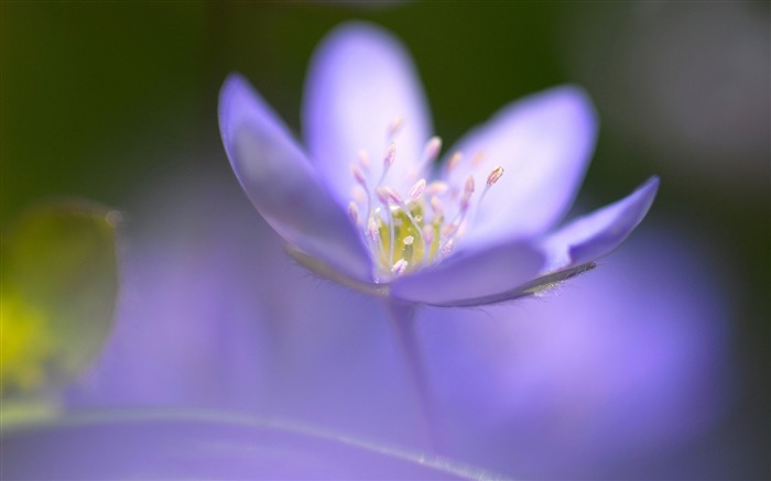 蓝色焦点-鲜花微距壁纸 浏览:9326