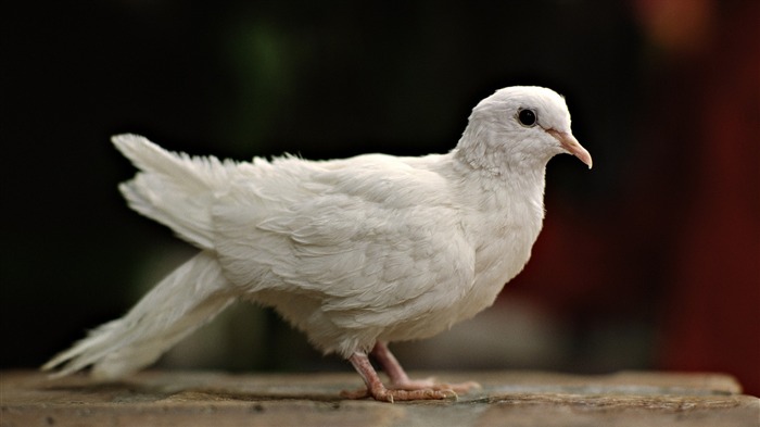 oiseau blanc bleu-Oiseau Photographie Fond d'écran Vues:11353