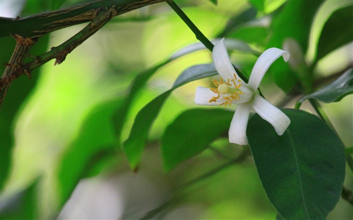 花叶鲜艳-鲜花微距壁纸 浏览:7692