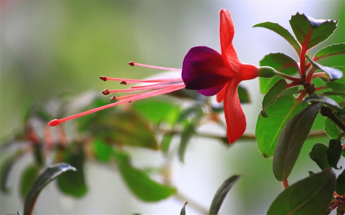 branche laisse-Fleurs Macro fond d'écran Vues:9047