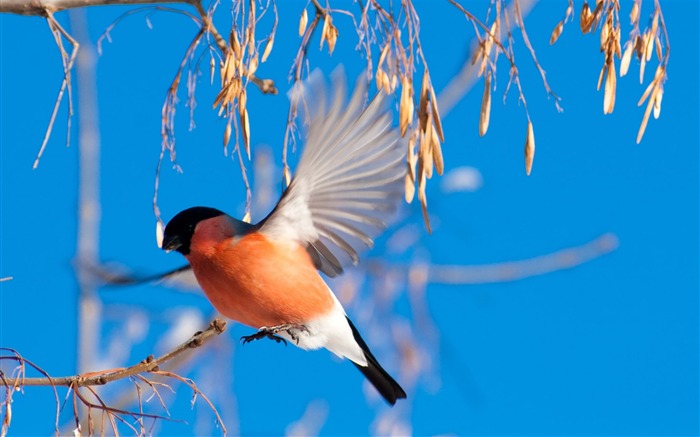 bullfinch branch winter-Animal photo desktop wallpaper Views:11096 Date:2013/6/5 21:28:31