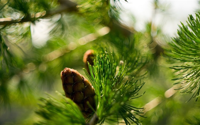 碰粉景吃 - 植物宏高清壁紙 查看次數:7913