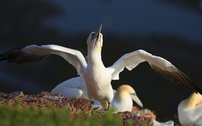 poussin oiseau flou-Oiseau Photographie Fond d'écran Vues:9117