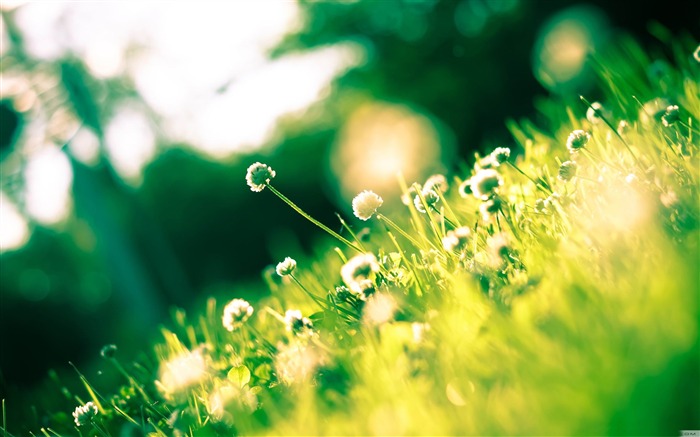 clover-Summer Nature HD Wallpaper Views:13226 Date:2013/6/24 23:00:10