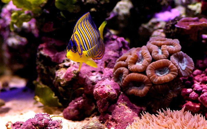 corals sea fish-Animal photo desktop wallpaper Views:11751 Date:2013/6/5 21:29:33