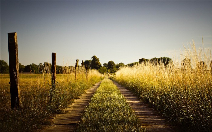 country road late-Summer Nature HD Wallpaper Views:24434 Date:2013/6/24 23:01:31