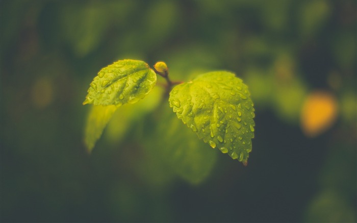 gotas folhas folhagem-Plant Macro HD wallpaper Visualizações:8334