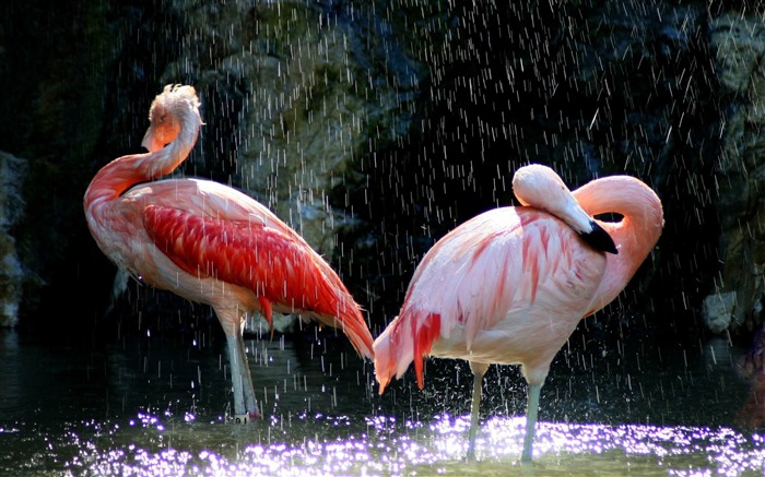 flamingos birds water drops-Animal photo desktop wallpaper Views:9477 Date:2013/6/5 21:31:51