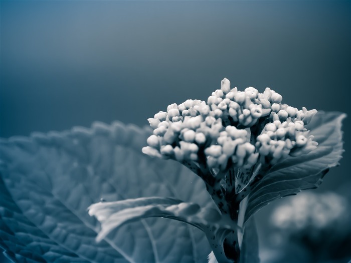 feuille fleur-Fleurs Macro fond d'écran Vues:9008