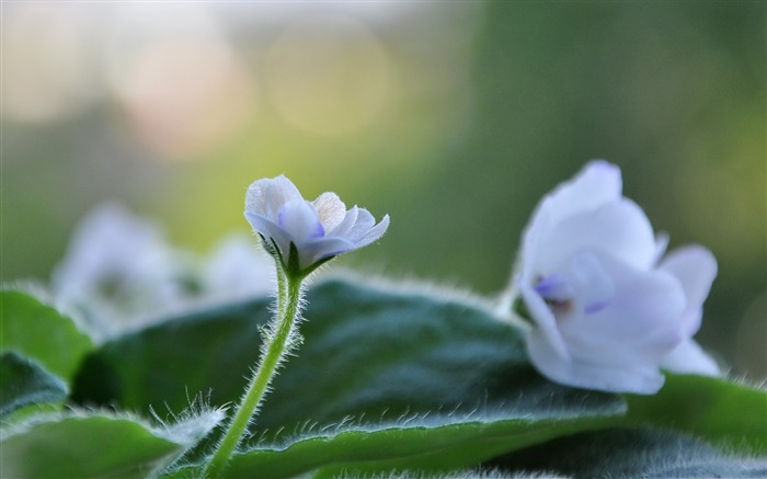 花紫羅蘭 - 植物宏高清壁紙 查看次數:9670