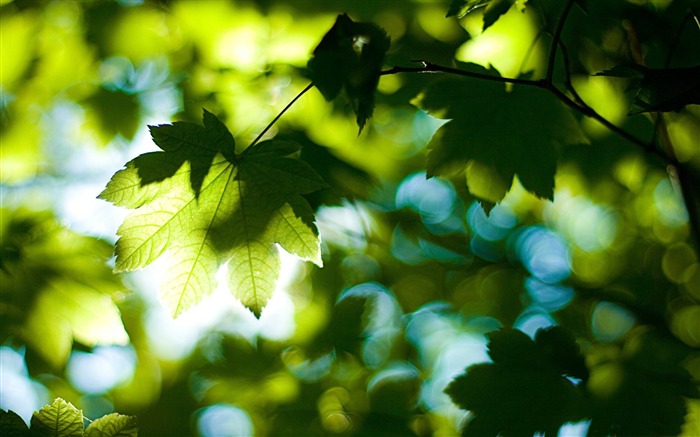 foliage-Summer Nature HD Wallpaper Views:13026 Date:2013/6/24 23:02:34