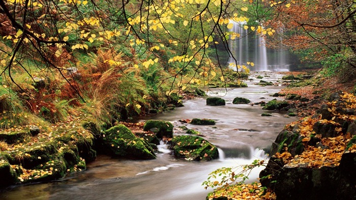 forest stream-Nature Landscape HD wallpaper Views:14092 Date:2013/6/16 22:38:53