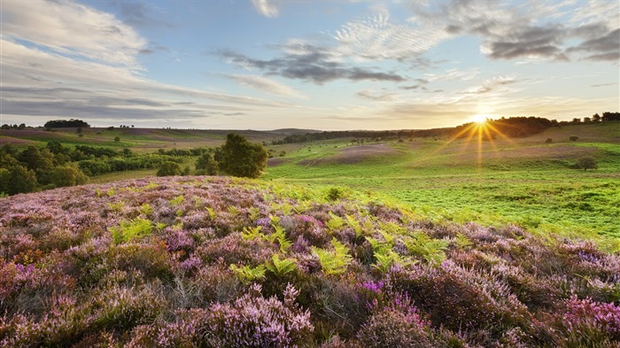 Fondo de pantalla de hierba puesta de sol-Naturaleza Paisaje Vistas:9010