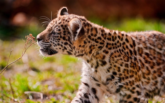 jaguar cub eyes grass walk-Animal photo desktop wallpaper Views:10624 Date:2013/6/5 21:33:24