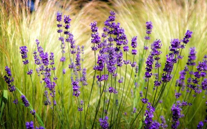 le flou de champ de lavande aiguiser-Fleurs photographie fond d'écran Vues:11172