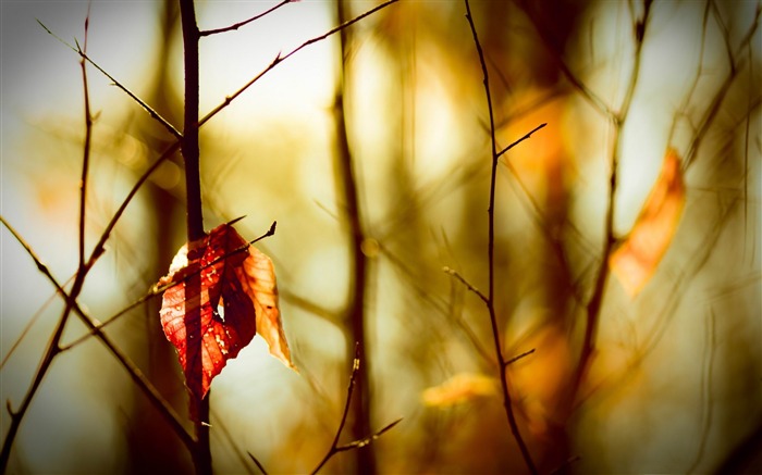 leafless twigs-Macro photography wallpaper Views:8798 Date:2013/6/24 21:45:42