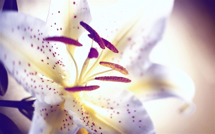 pétales de lys étamines lumière-Fleurs Macro fond d'écran Vues:7058