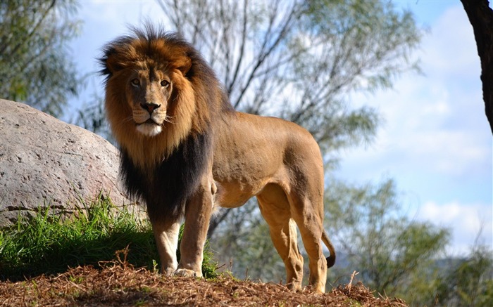 lion grass sky tree-Animal photo desktop wallpaper Views:13198 Date:2013/6/5 21:34:05