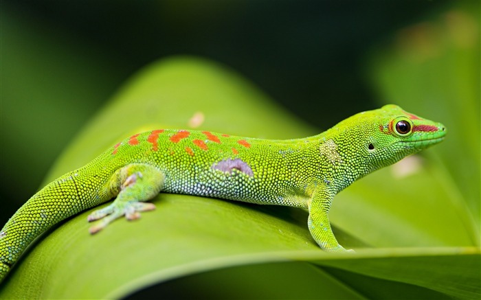 lizard gecko leaf-Animal photo desktop wallpaper Views:11327 Date:2013/6/5 21:34:59