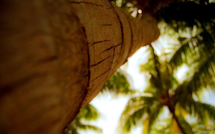 palm tree trunk-Summer Nature HD Wallpaper Views:9556 Date:2013/6/24 23:04:41