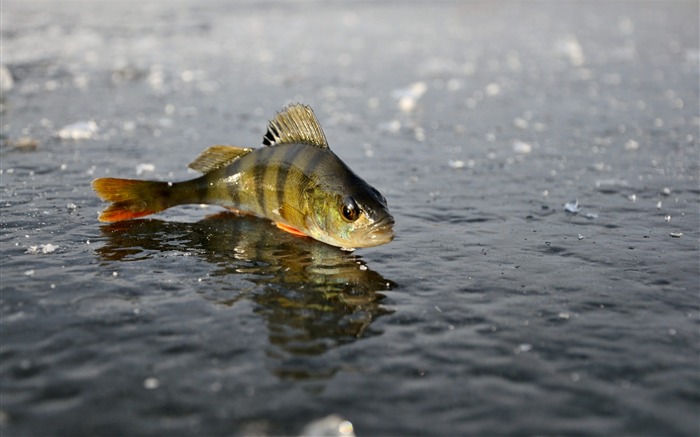 perch ice fishing winter-Animal photo desktop wallpaper Views:20488 Date:2013/6/5 21:38:03